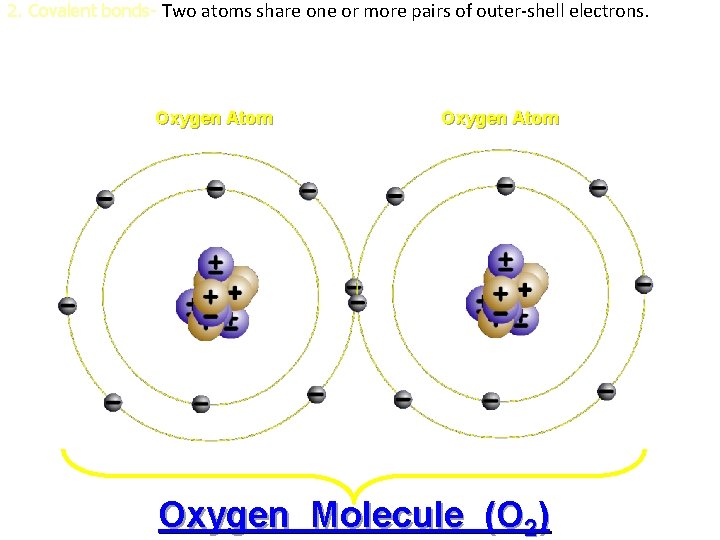 2. Covalent bonds- Two atoms share one or more pairs of outer-shell electrons. Oxygen