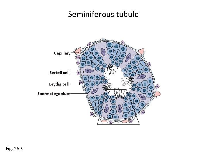 Seminiferous tubule Capillary Sertoli cell Leydig cell Spermatogonium Fig. 26 -9 