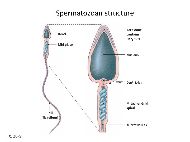 Spermatozoan structure Head Acrosome contains enzymes Mid piece Nucleus Centrioles Mitochondrial spiral Tail (flagellum)