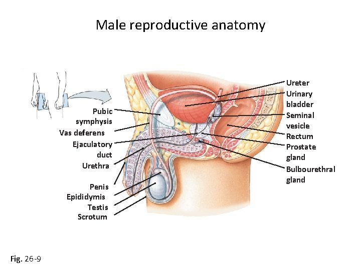 Male reproductive anatomy Pubic symphysis Vas deferens Ejaculatory duct Urethra Penis Epididymis Testis Scrotum
