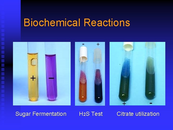 Biochemical Reactions Sugar Fermentation H 2 S Test Citrate utilization 