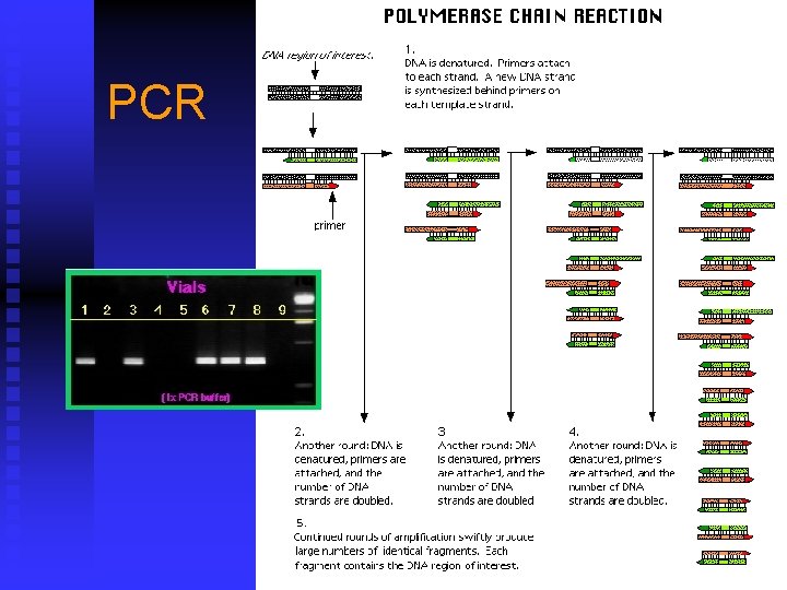 PCR 