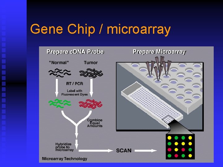 Gene Chip / microarray 
