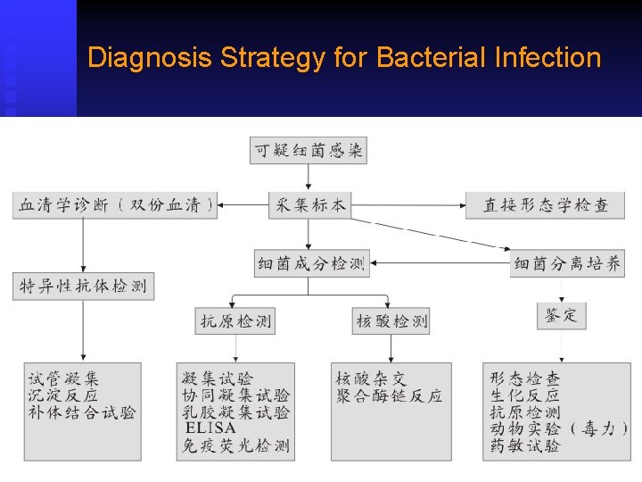 Diagnosis Strategy for Bacterial Infection 
