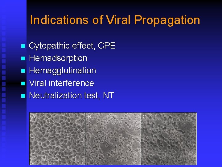 Indications of Viral Propagation n n Cytopathic effect, CPE Hemadsorption Hemagglutination Viral interference Neutralization