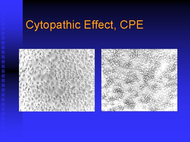 Cytopathic Effect, CPE 