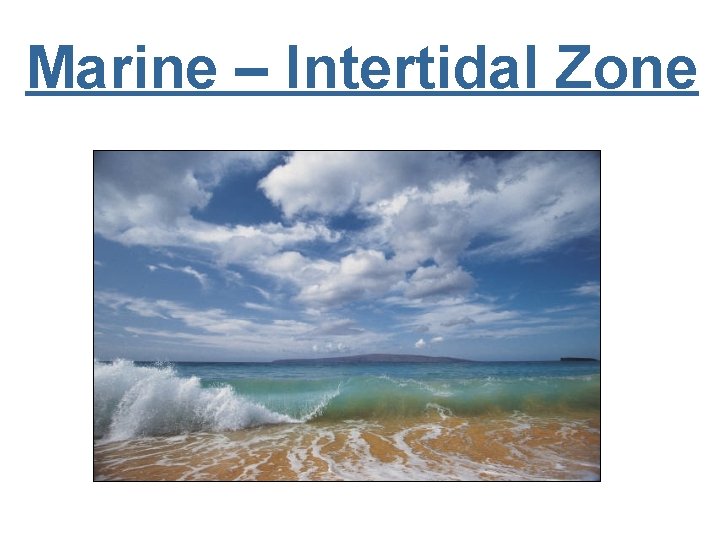 Marine – Intertidal Zone 