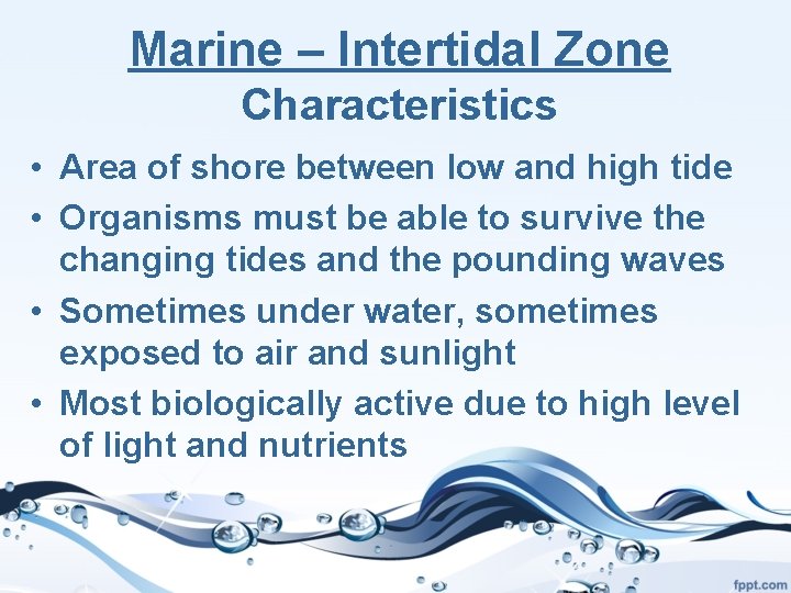 Marine – Intertidal Zone Characteristics • Area of shore between low and high tide