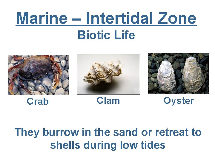 Marine – Intertidal Zone Biotic Life Crab Clam Oyster They burrow in the sand