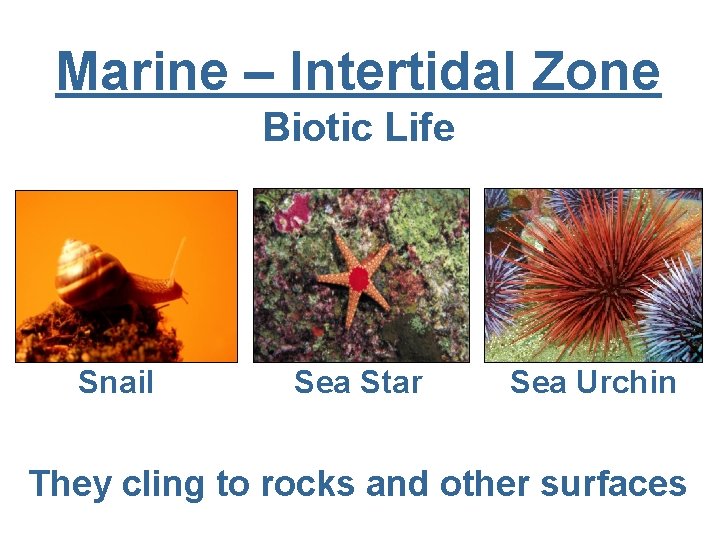 Marine – Intertidal Zone Biotic Life Snail Sea Star Sea Urchin They cling to