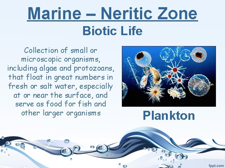 Marine – Neritic Zone Biotic Life Collection of small or microscopic organisms, including algae