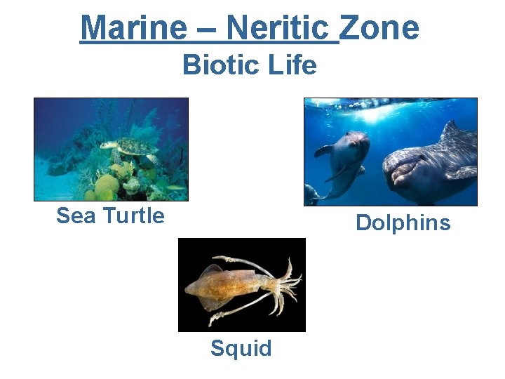 Marine – Neritic Zone Biotic Life Sea Turtle Dolphins Squid 