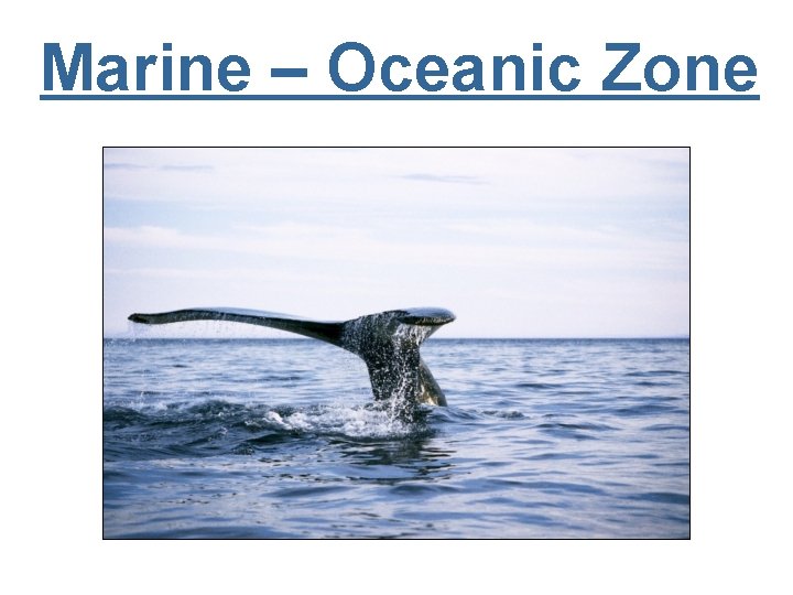 Marine – Oceanic Zone 
