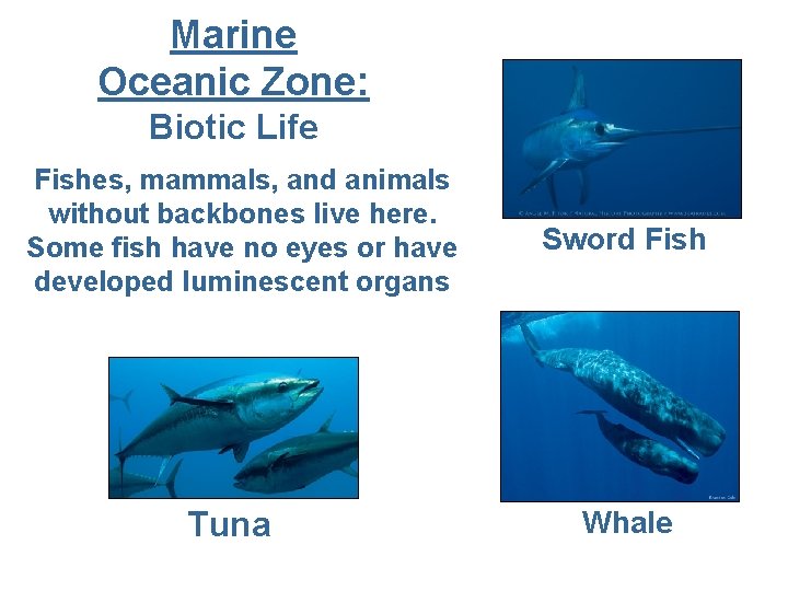 Marine Oceanic Zone: Biotic Life Fishes, mammals, and animals without backbones live here. Some