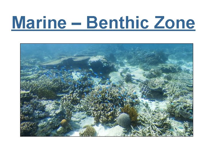 Marine – Benthic Zone 