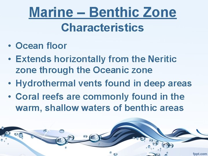 Marine – Benthic Zone Characteristics • Ocean floor • Extends horizontally from the Neritic