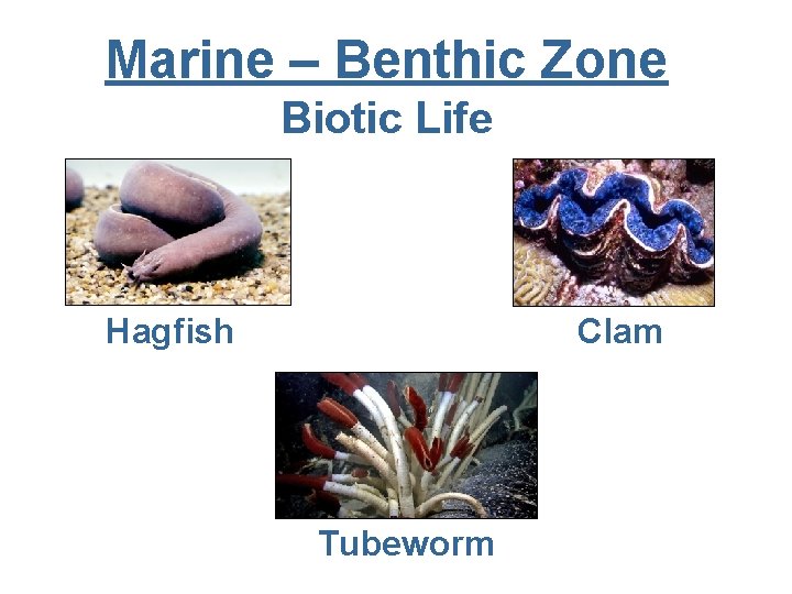 Marine – Benthic Zone Biotic Life Hagfish Clam Tubeworm 