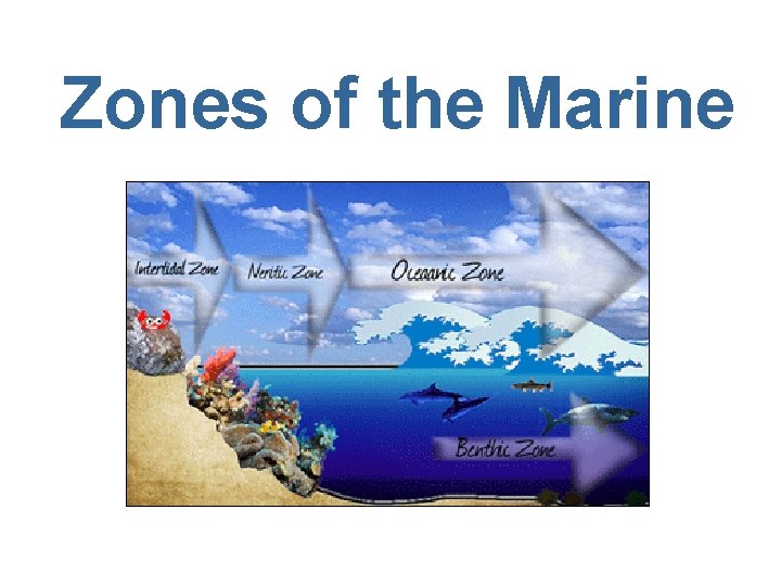Zones of the Marine 