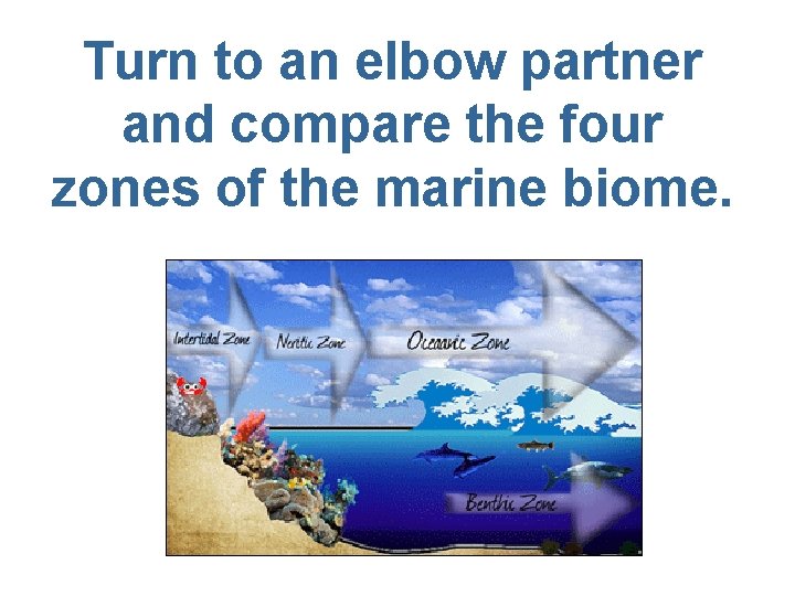 Turn to an elbow partner and compare the four zones of the marine biome.