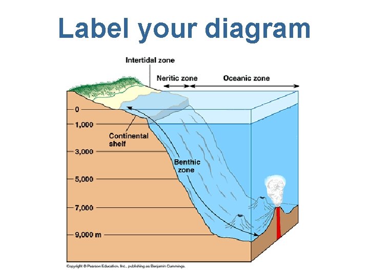 Label your diagram 