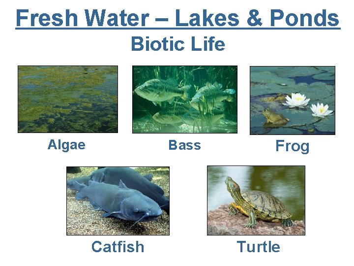 Fresh Water – Lakes & Ponds Biotic Life Algae Bass Catfish Frog Turtle 