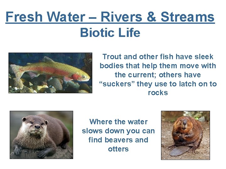 Fresh Water – Rivers & Streams Biotic Life Trout and other fish have sleek