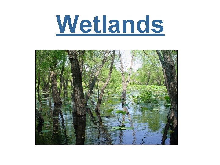 Wetlands 