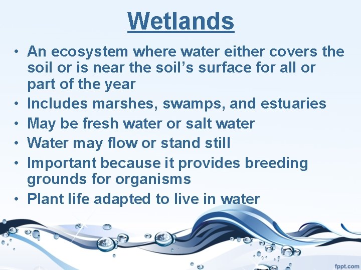 Wetlands • An ecosystem where water either covers the soil or is near the