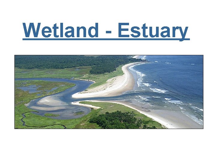 Wetland - Estuary 