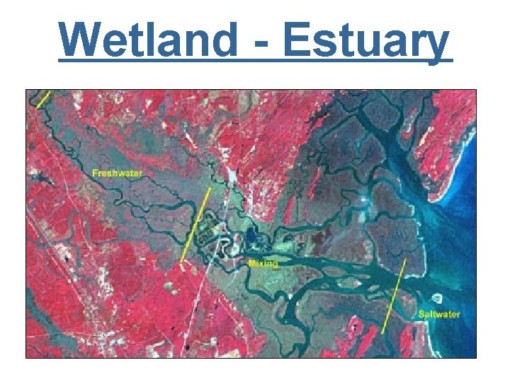 Wetland - Estuary 