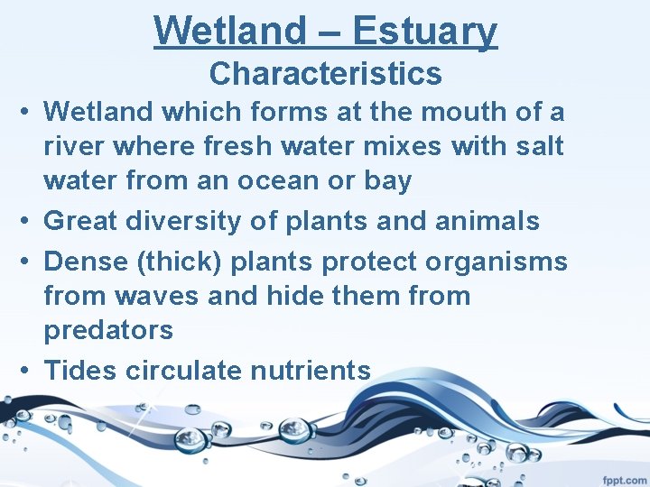 Wetland – Estuary Characteristics • Wetland which forms at the mouth of a river