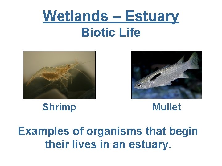 Wetlands – Estuary Biotic Life Shrimp Mullet Examples of organisms that begin their lives