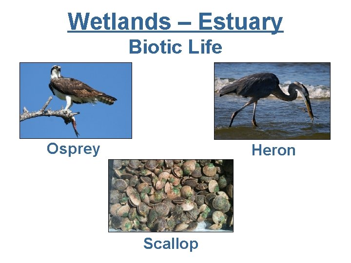Wetlands – Estuary Biotic Life Osprey Heron Scallop 