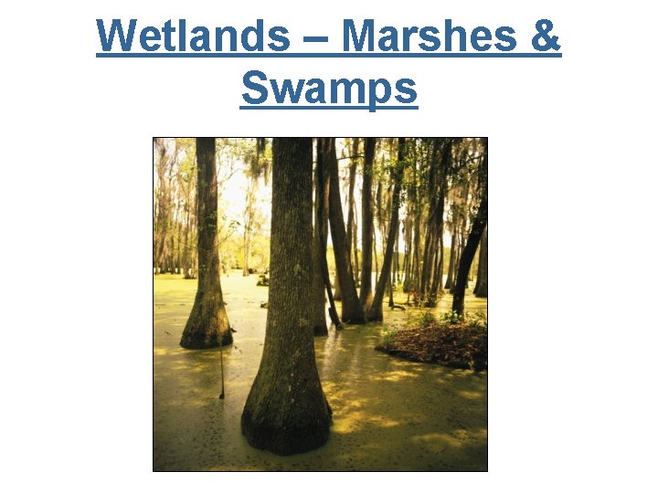 Wetlands – Marshes & Swamps 