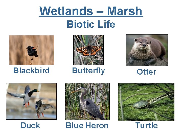 Wetlands – Marsh Biotic Life Blackbird Butterfly Otter Duck Blue Heron Turtle 