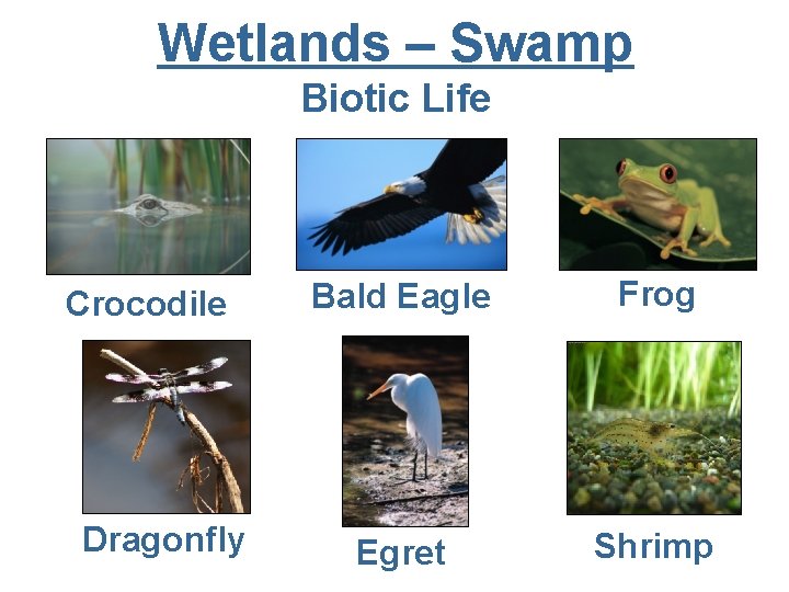 Wetlands – Swamp Biotic Life Crocodile Dragonfly Bald Eagle Frog Egret Shrimp 