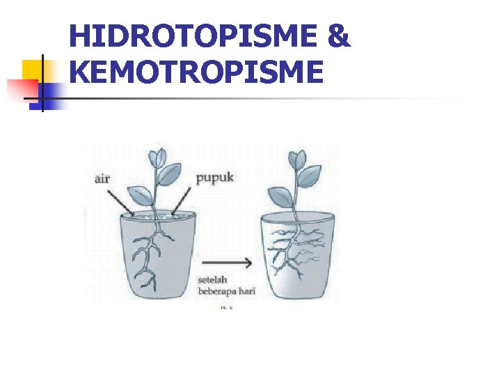 HIDROTOPISME & KEMOTROPISME 