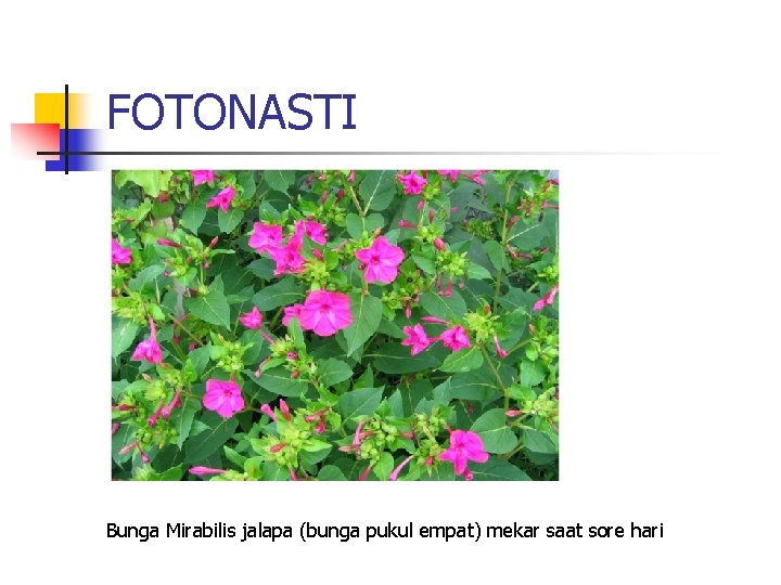 FOTONASTI Bunga Mirabilis jalapa (bunga pukul empat) mekar saat sore hari 