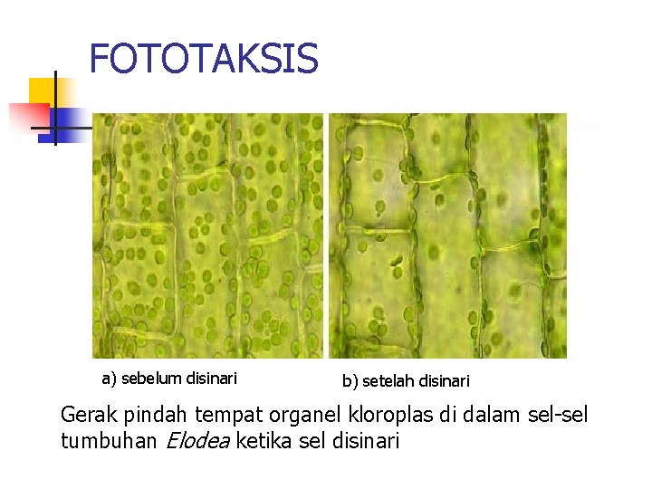 FOTOTAKSIS a) sebelum disinari b) setelah disinari Gerak pindah tempat organel kloroplas di dalam