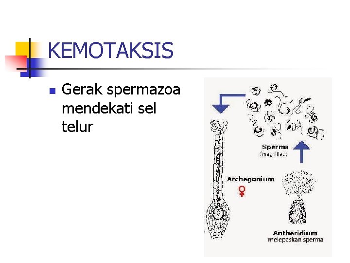 KEMOTAKSIS n Gerak spermazoa mendekati sel telur 