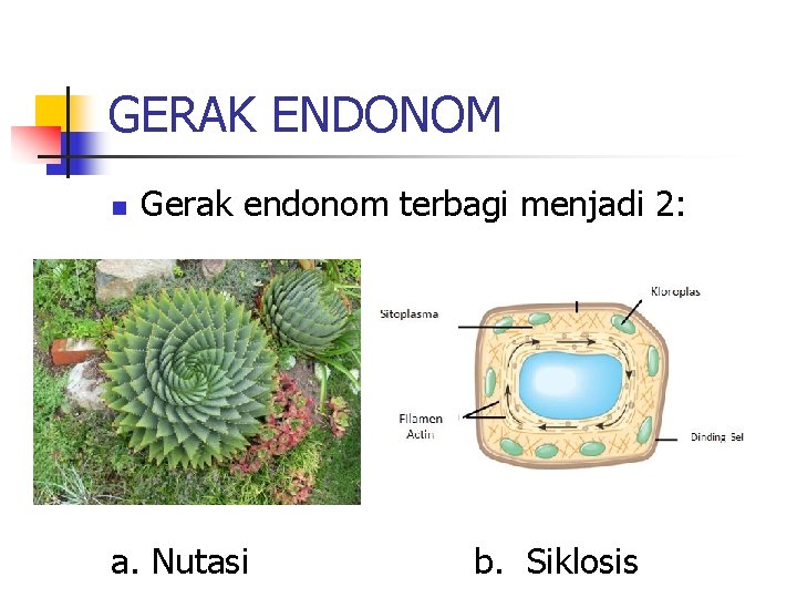 GERAK ENDONOM n Gerak endonom terbagi menjadi 2: a. Nutasi b. Siklosis 