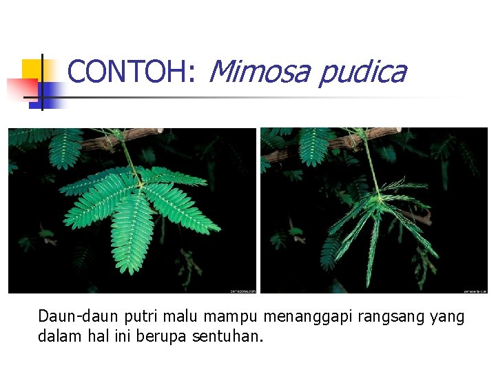 CONTOH: Mimosa pudica Daun-daun putri malu mampu menanggapi rangsang yang dalam hal ini berupa