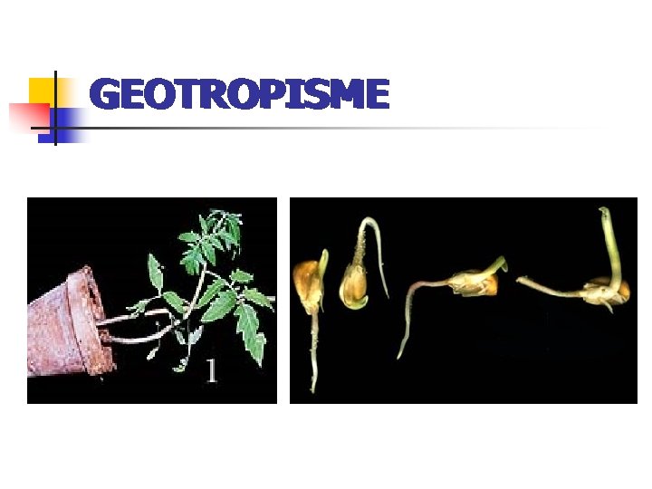 GEOTROPISME 