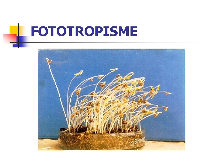 FOTOTROPISME 