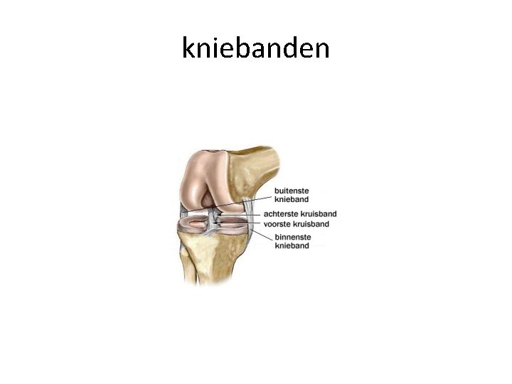 kniebanden 