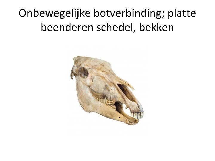 Onbewegelijke botverbinding; platte beenderen schedel, bekken 