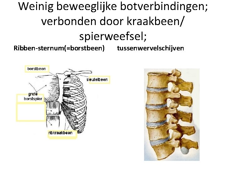 Weinig beweeglijke botverbindingen; verbonden door kraakbeen/ spierweefsel; Ribben-sternum(=borstbeen) tussenwervelschijven 