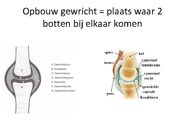 Opbouw gewricht = plaats waar 2 botten bij elkaar komen 