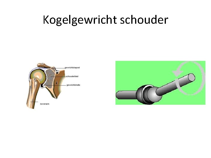 Kogelgewricht schouder 