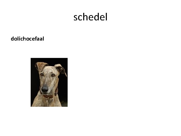 schedel dolichocefaal 